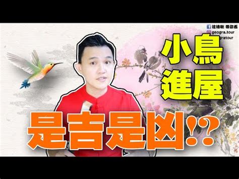 小鳥飛進家裏什麼意思